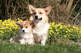 CORGI PEMBROKE 1178